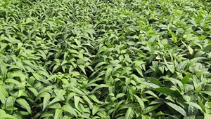 慶科豆1號